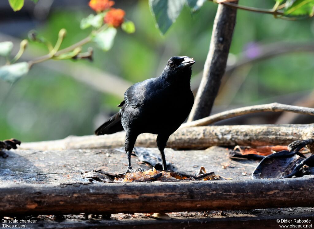 Melodious Blackbird