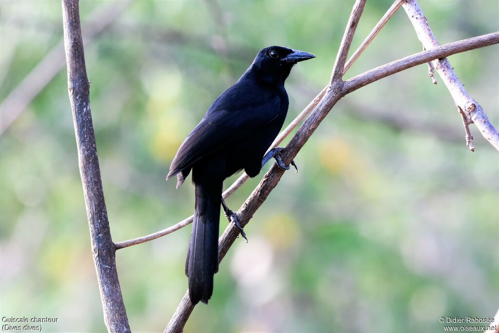 Melodious Blackbird