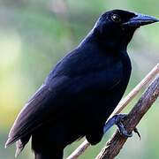 Melodious Blackbird