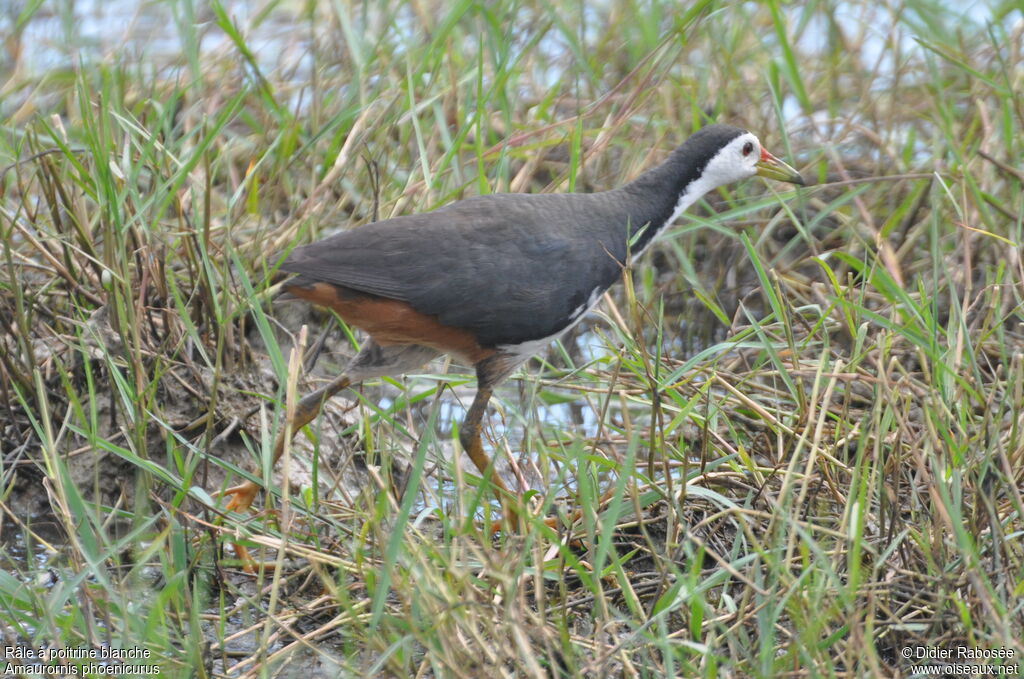 White-breasted Waterhen