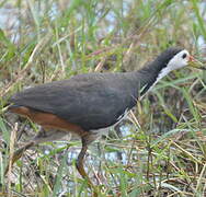 White-breasted Waterhen