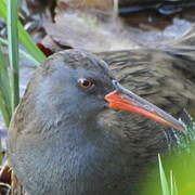 Water Rail