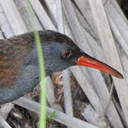 Water Rail