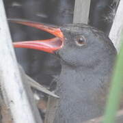 Water Rail