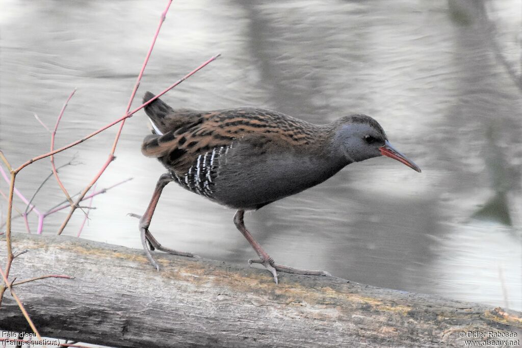 Water Rail