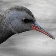 Water Rail