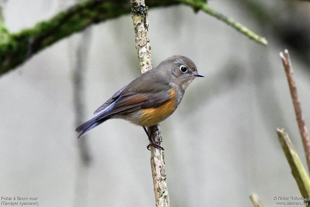 Robin à flancs roux1ère année