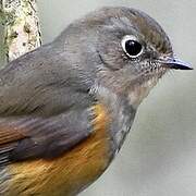 Red-flanked Bluetail