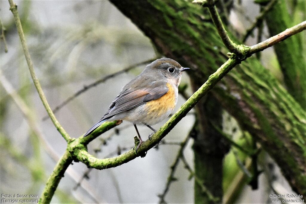 Robin à flancs roux1ère année