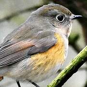 Red-flanked Bluetail