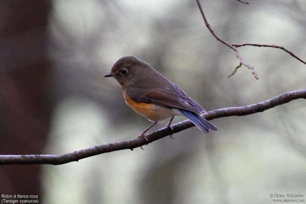 Red-flanked Bluetail