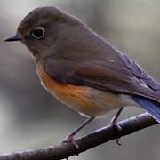 Robin à flancs roux