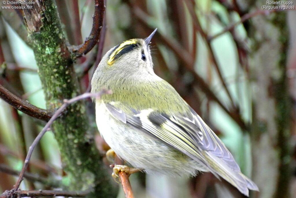 Goldcrest female