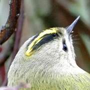 Goldcrest