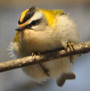 Common Firecrest