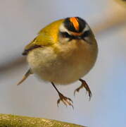 Common Firecrest