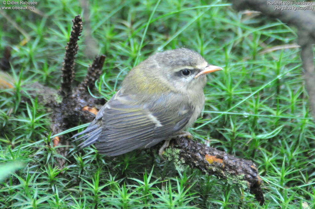 Common Firecrestjuvenile