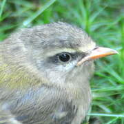 Common Firecrest