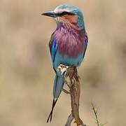 Lilac-breasted Roller