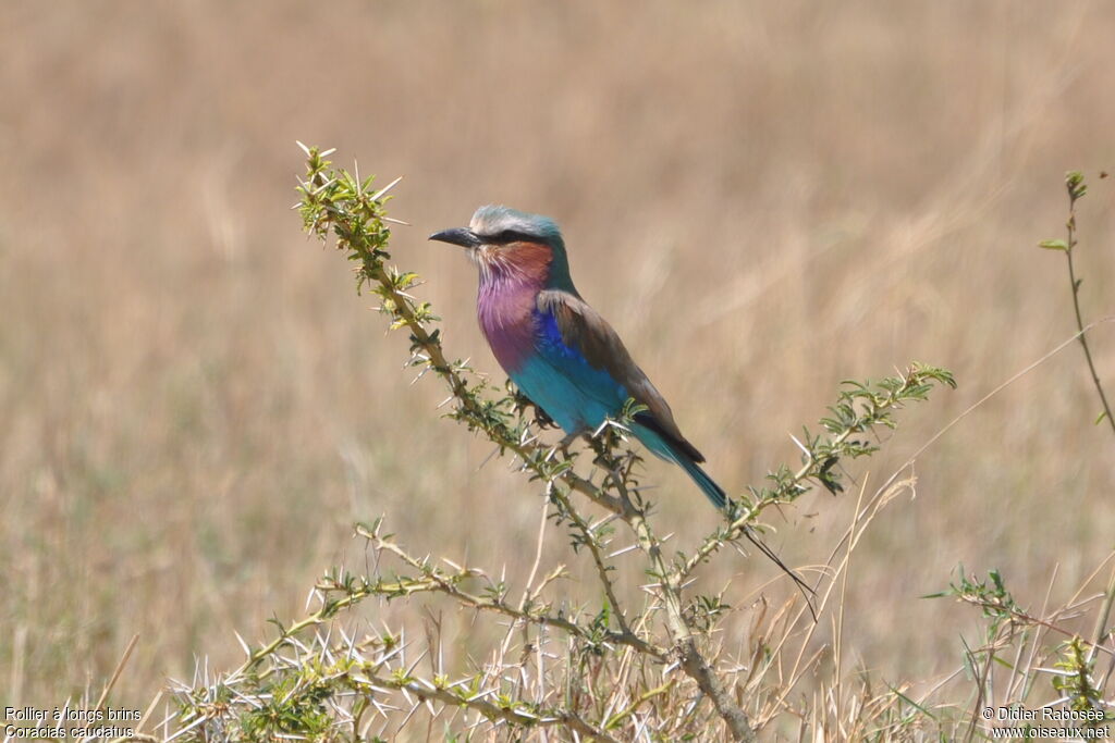 Lilac-breasted Rolleradult