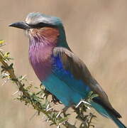 Lilac-breasted Roller