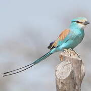 Abyssinian Roller