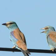 European Roller