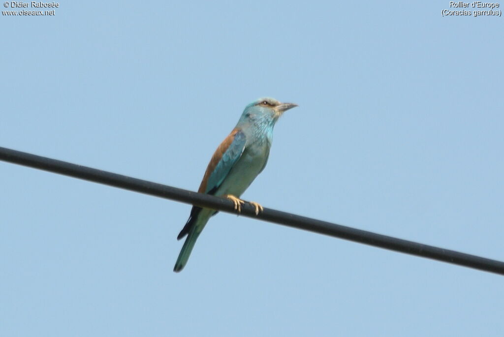 European Roller