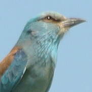 European Roller