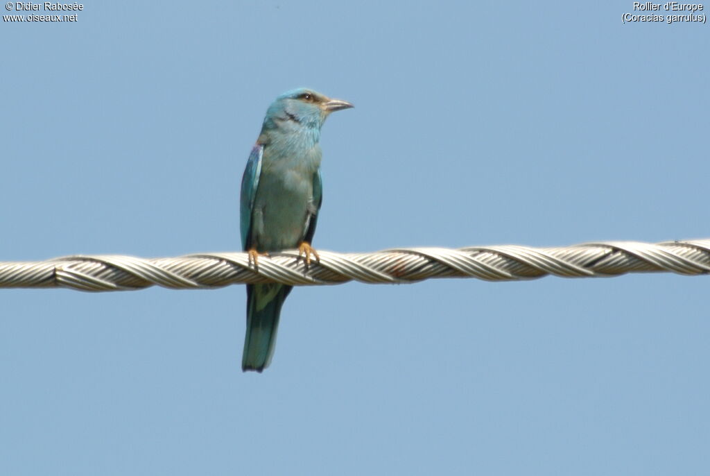 European Roller