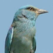 European Roller