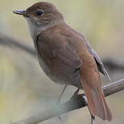 Common Nightingale