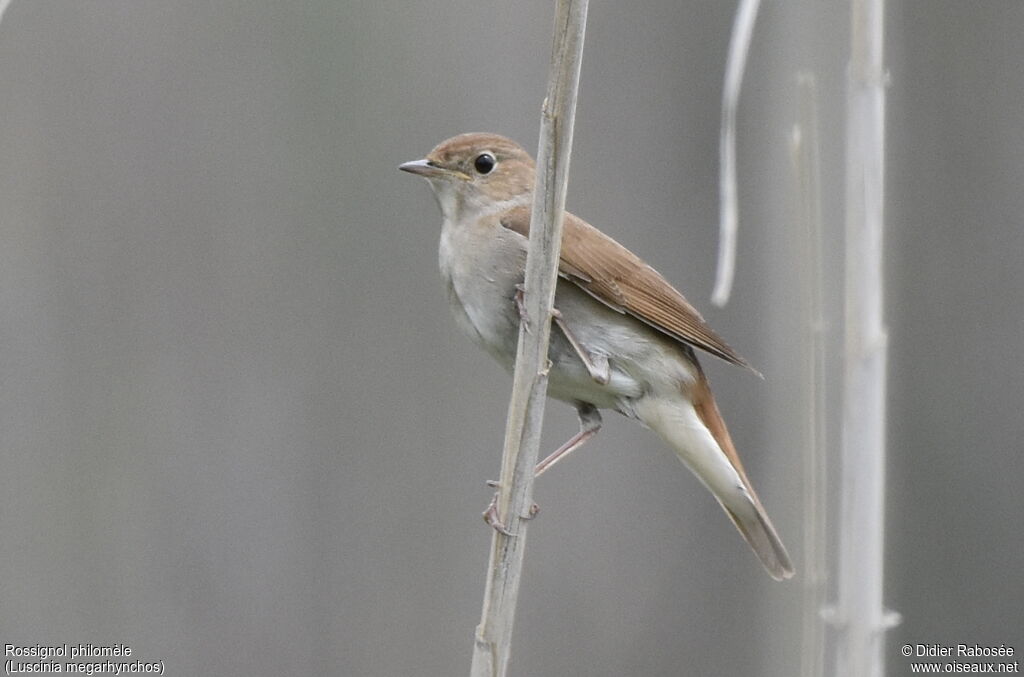 Common Nightingale