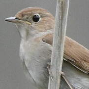 Common Nightingale