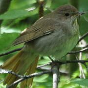 Thrush Nightingale