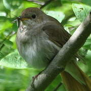 Thrush Nightingale