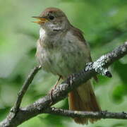 Thrush Nightingale