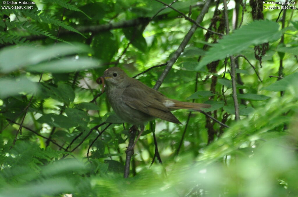 Thrush Nightingale, Reproduction-nesting