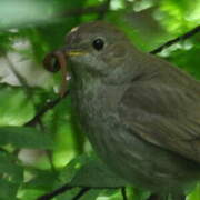 Thrush Nightingale