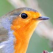 European Robin