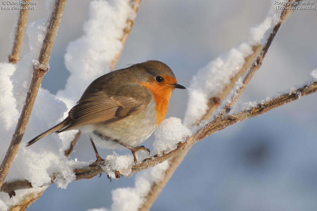 European Robin