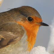 European Robin