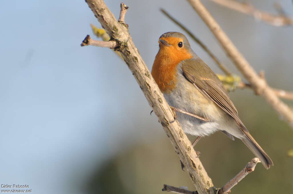 European Robinadult, close-up portrait