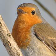 European Robin