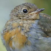 European Robin