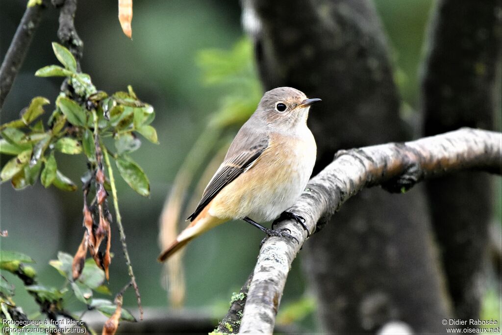 Common Redstart female