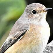 Common Redstart