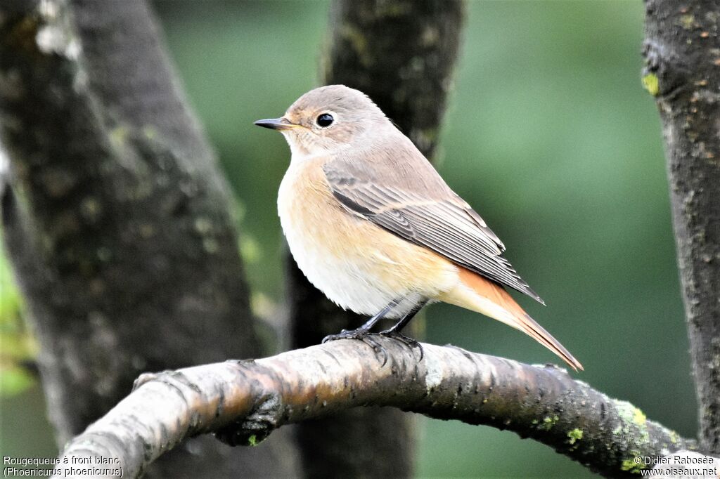 Common Redstart female adult