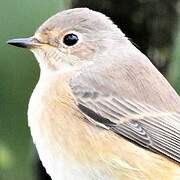 Common Redstart