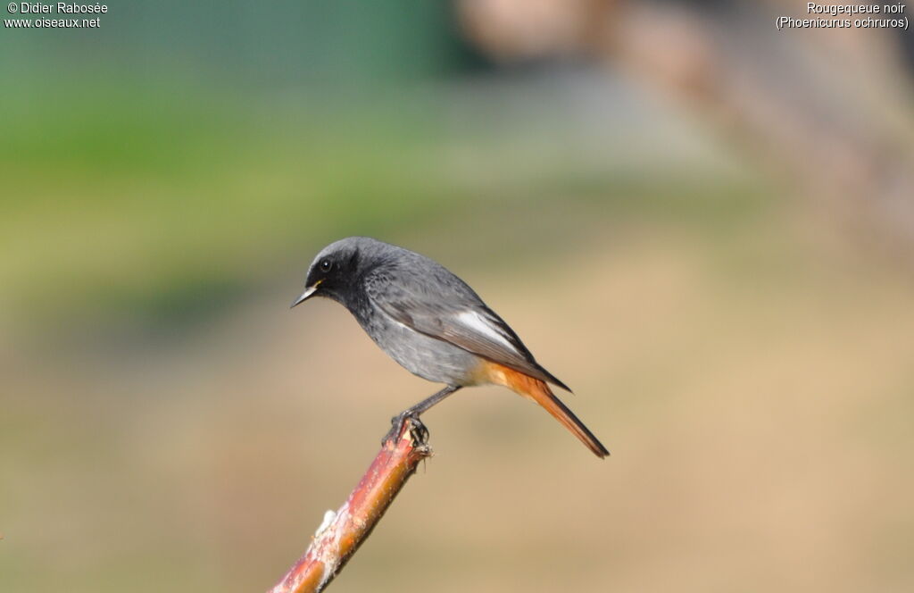 Black Redstart male